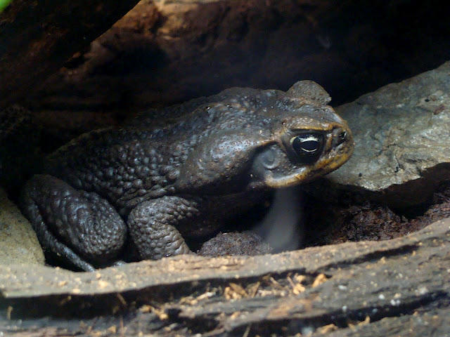 28.01.2012 Zoo Wroclaw