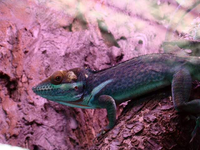 28.01.2012 Zoo Wroclaw