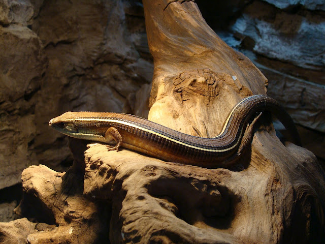 28.01.2012 Zoo Wroclaw