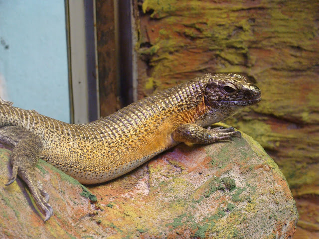 28.01.2012 Zoo Wroclaw