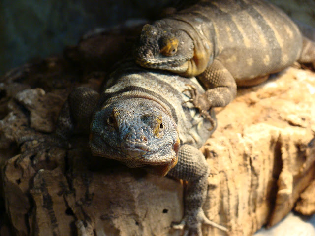 28.01.2012 Zoo Wroclaw