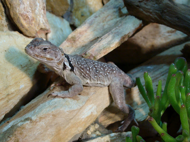 28.01.2012 Zoo Wroclaw