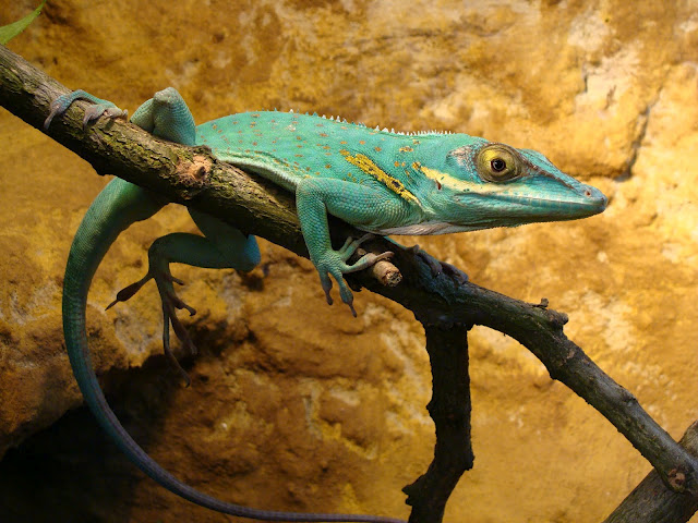 28.01.2012 Zoo Wroclaw