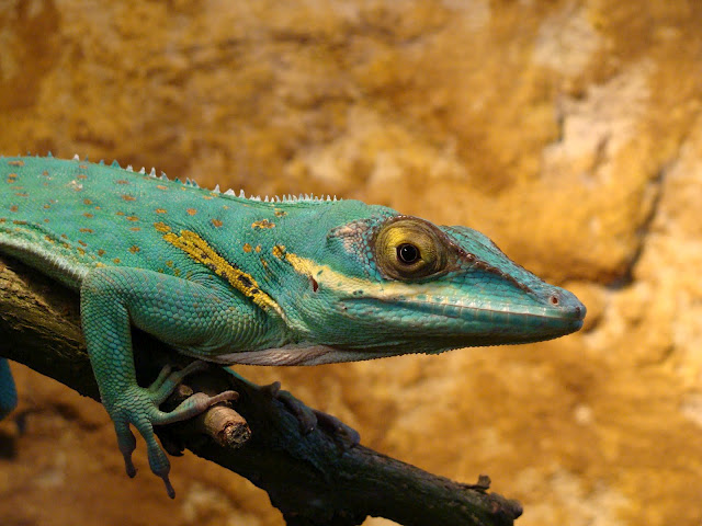 28.01.2012 Zoo Wroclaw