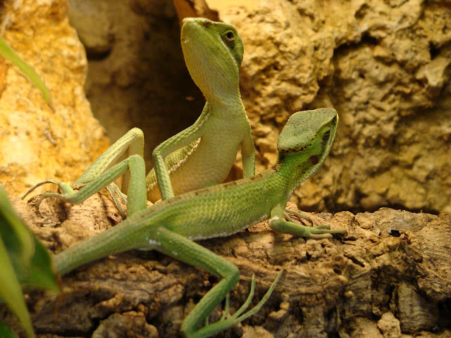 28.01.2012 Zoo Wroclaw