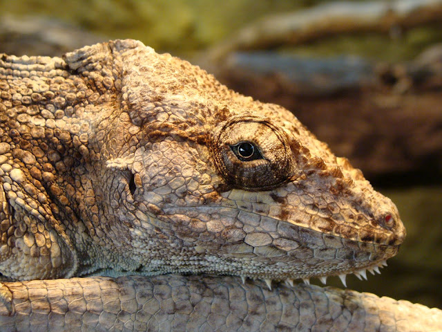 28.01.2012 Zoo Wroclaw