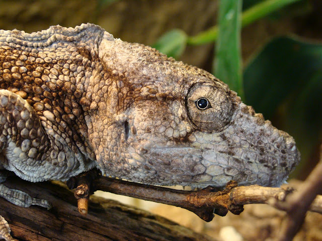 28.01.2012 Zoo Wroclaw