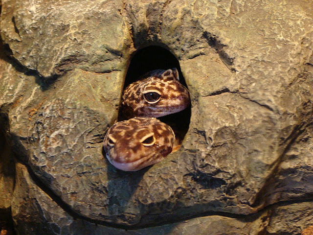 28.01.2012 Zoo Wroclaw