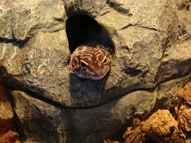 28.01.2012 Zoo Wroclaw