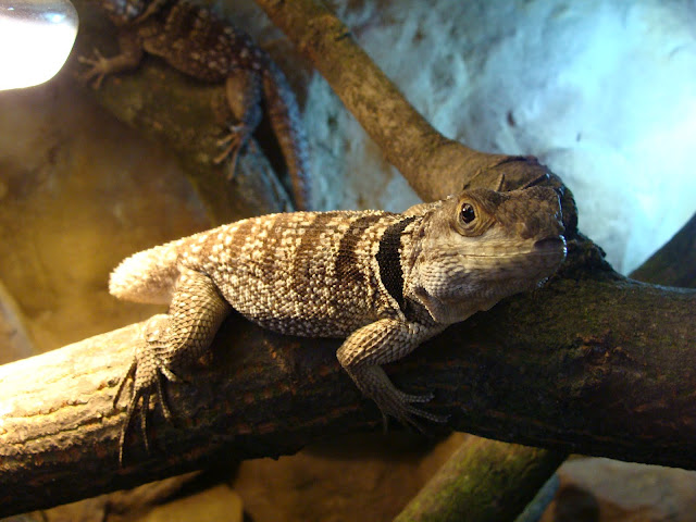 28.01.2012 Zoo Wroclaw