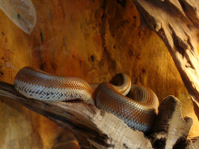 28.01.2012 Zoo Wroclaw