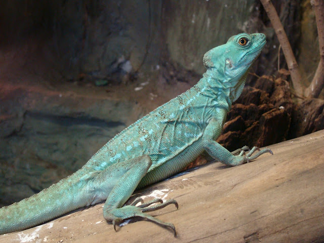 28.01.2012 Zoo Wroclaw