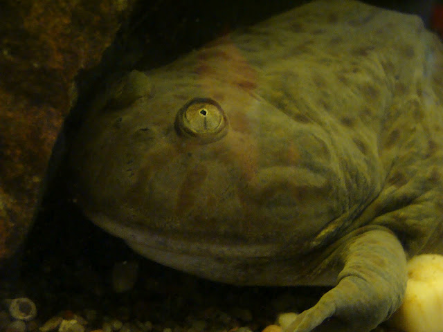 28.01.2012 Zoo Wroclaw