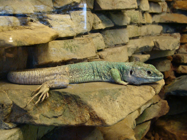 28.01.2012 Zoo Wroclaw