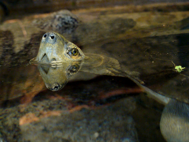 28.01.2012 Zoo Wroclaw