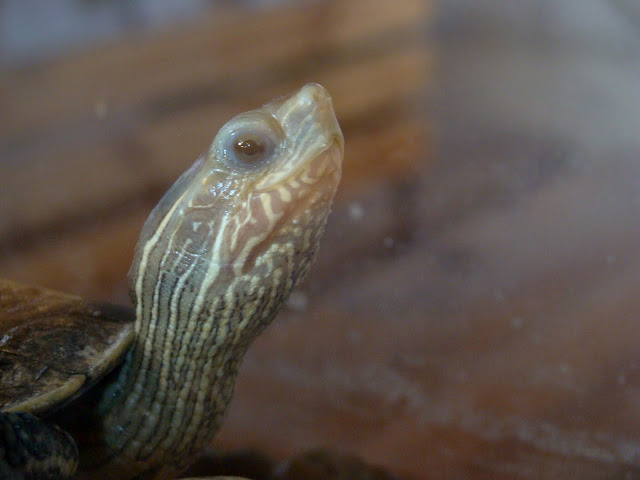 28.01.2012 Zoo Wroclaw