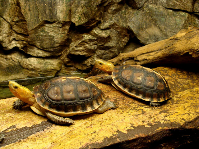 28.01.2012 Zoo Wroclaw