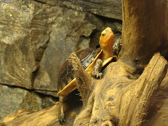 28.01.2012 Zoo Wroclaw