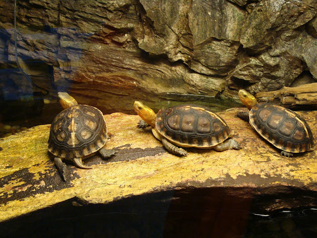 28.01.2012 Zoo Wroclaw