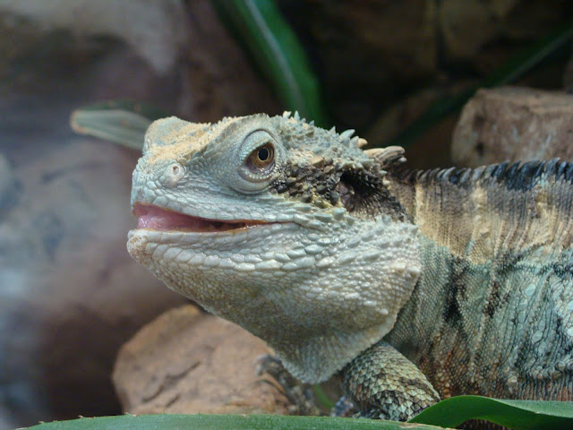 28.01.2012 Zoo Wroclaw