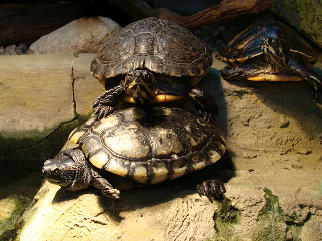 28.01.2012 Zoo Wroclaw