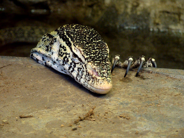 28.01.2012 Zoo Wroclaw