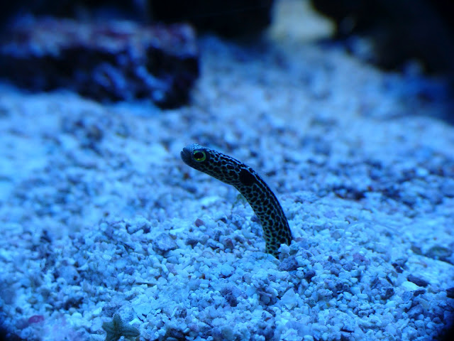 28.01.2012 Zoo Wroclaw