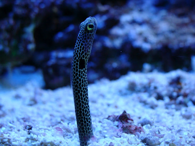 28.01.2012 Zoo Wroclaw