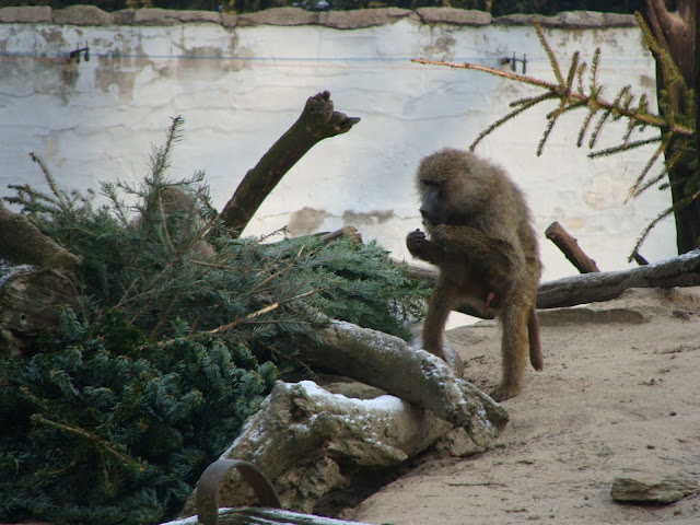 28.01.2012 Zoo Wroclaw