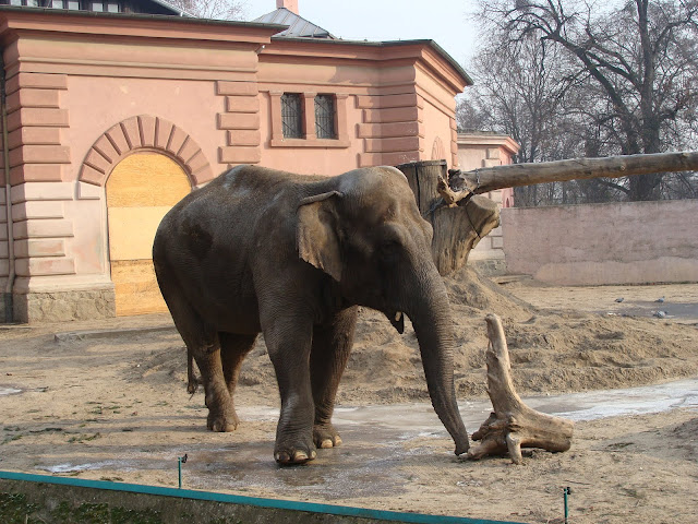 28.01.2012 Zoo Wroclaw