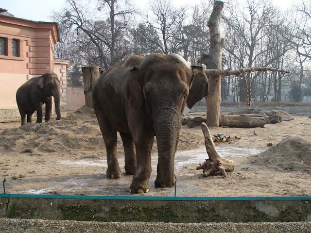28.01.2012 Zoo Wroclaw