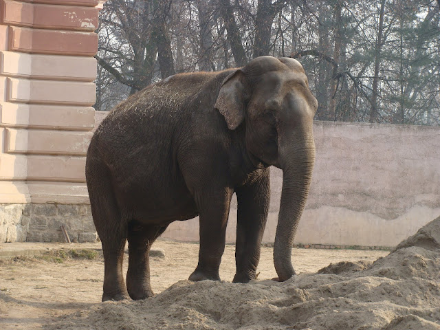 28.01.2012 Zoo Wroclaw