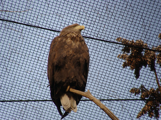 28.01.2012 Zoo Wroclaw