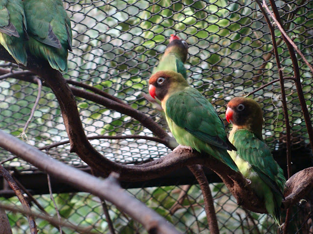 28.01.2012 Zoo Wroclaw