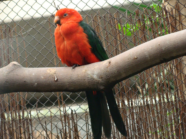 28.01.2012 Zoo Wroclaw