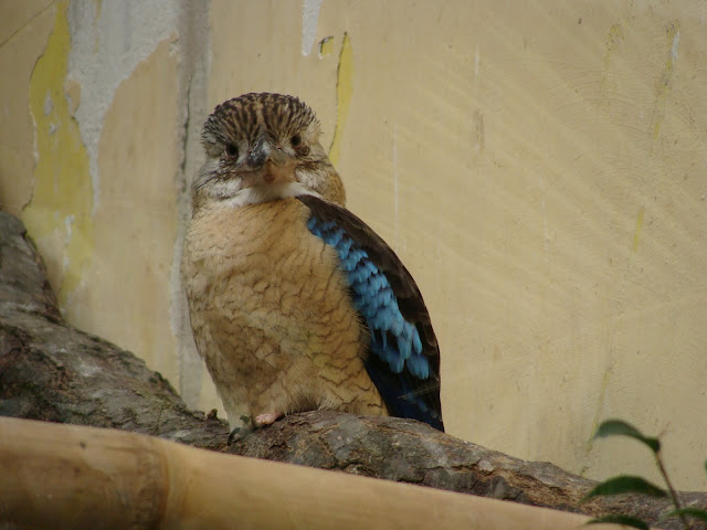 28.01.2012 Zoo Wroclaw