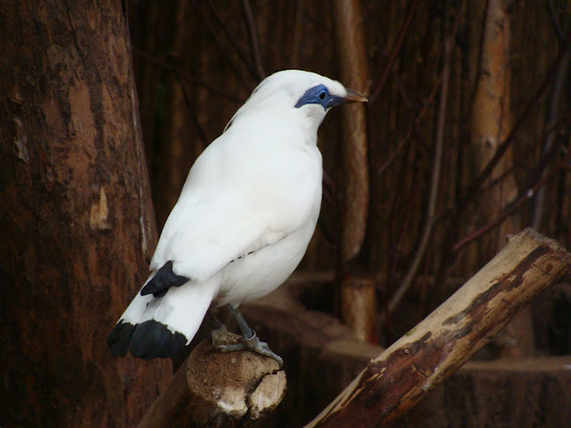 28.01.2012 Zoo Wroclaw