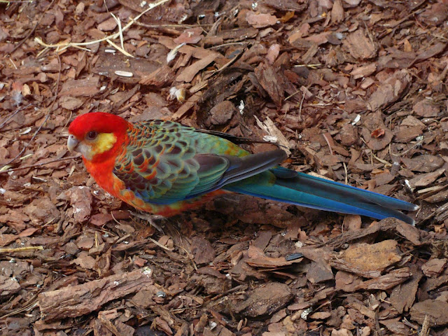 28.01.2012 Zoo Wroclaw