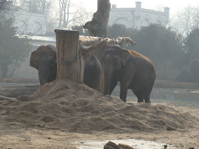 28.01.2012 Zoo Wroclaw