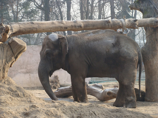 28.01.2012 Zoo Wroclaw