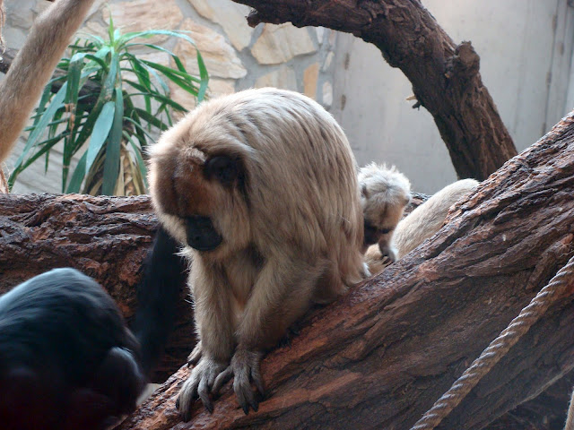 28.01.2012 Zoo Wroclaw