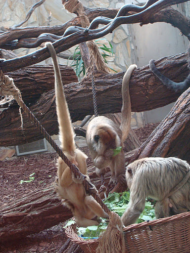 28.01.2012 Zoo Wroclaw