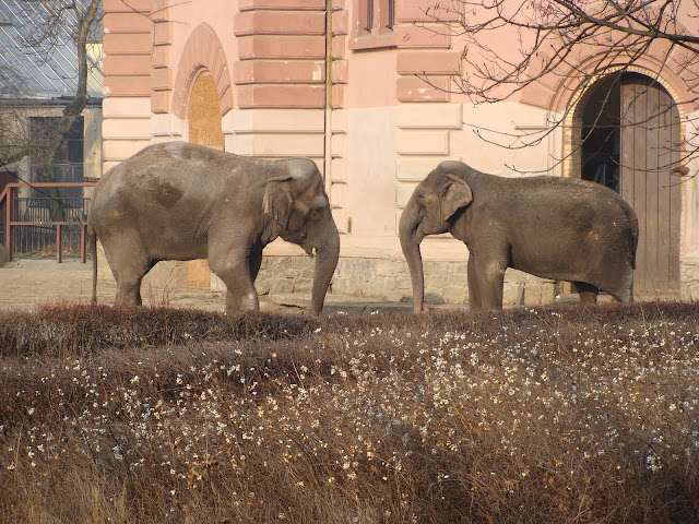 28.01.2012 Zoo Wroclaw