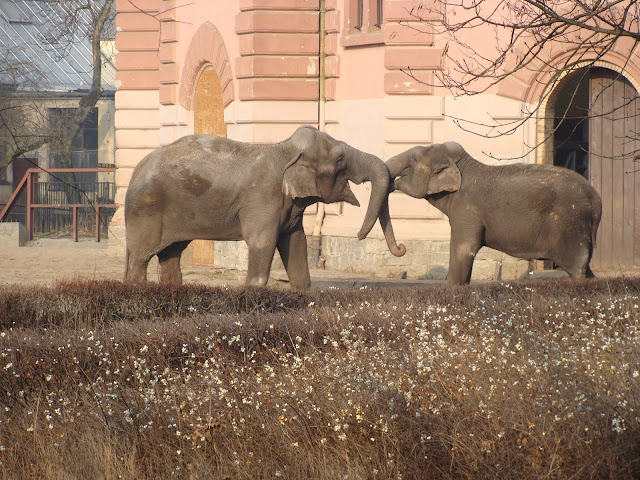 28.01.2012 Zoo Wroclaw