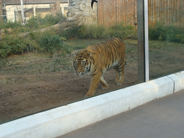 28.01.2012 Zoo Wroclaw