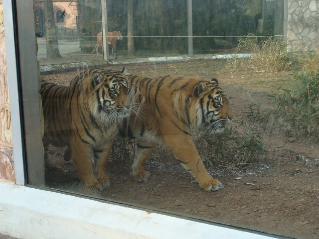 28.01.2012 Zoo Wroclaw