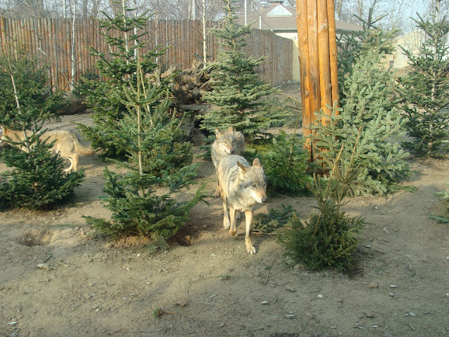 28.01.2012 Zoo Wroclaw