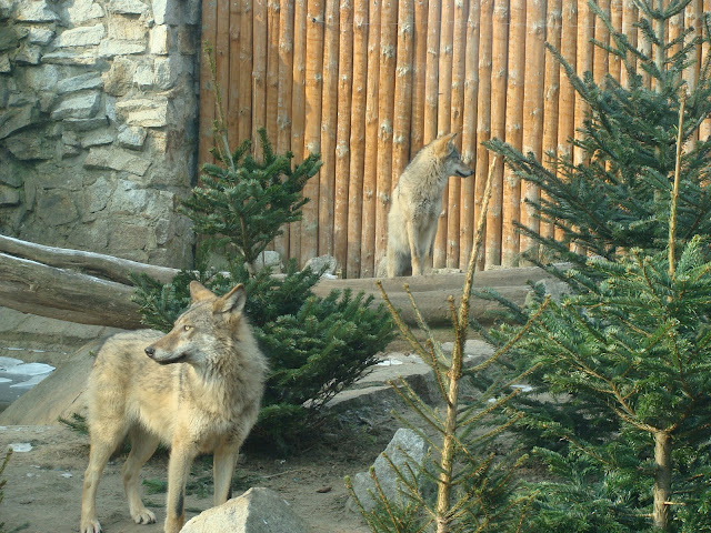 28.01.2012 Zoo Wroclaw