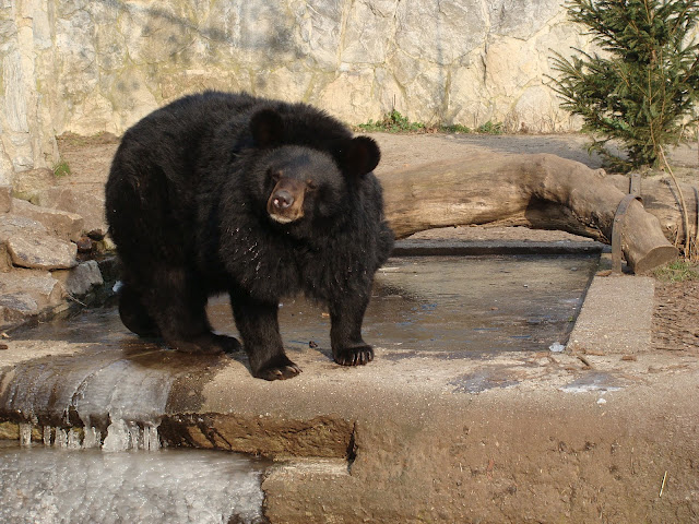 28.01.2012 Zoo Wroclaw