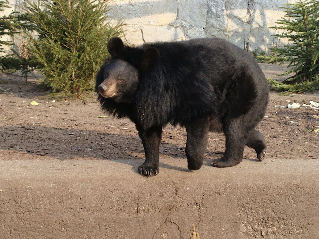 28.01.2012 Zoo Wroclaw